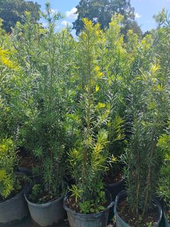 Podocarpus Hedges Sale! 4-4.5ft