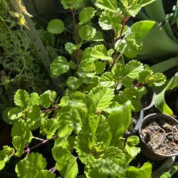 Planta