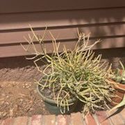 Large Pencil Cactus 