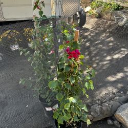 Bougainvillea