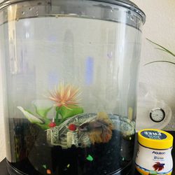 Fish Pond With Betta Fish And Food