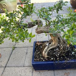 Bonsai fir tree , Bonsai Linh Sam 