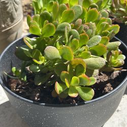 Succulents Beautiful And Affordable Only Fifteen Each Fixed