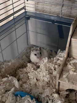 Hamster:Cage