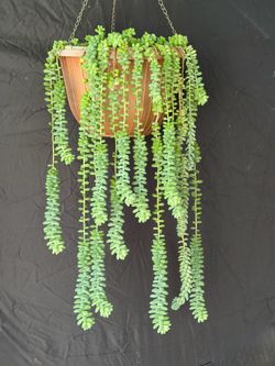 Donkey’s Tail - Starter Plant