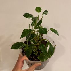 White Princess Philodendron House Plant