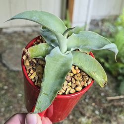 Potted Octopus Agave 