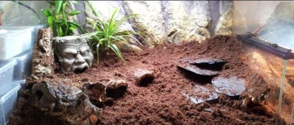 Mexican red knee Tarantula tank