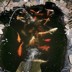 Koi Fish 