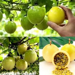 Exotic Yellow Passion Fruits 🪴🌿💛🌼