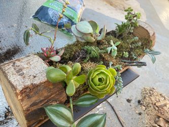 Succulent log