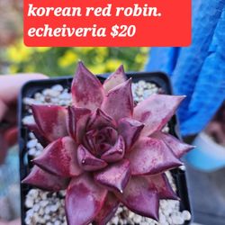 RED ROBIN ECHEVERIA  3 TO CHOOSE FROM..SALE THIS WEEK IN SAN LORENZO. TOM