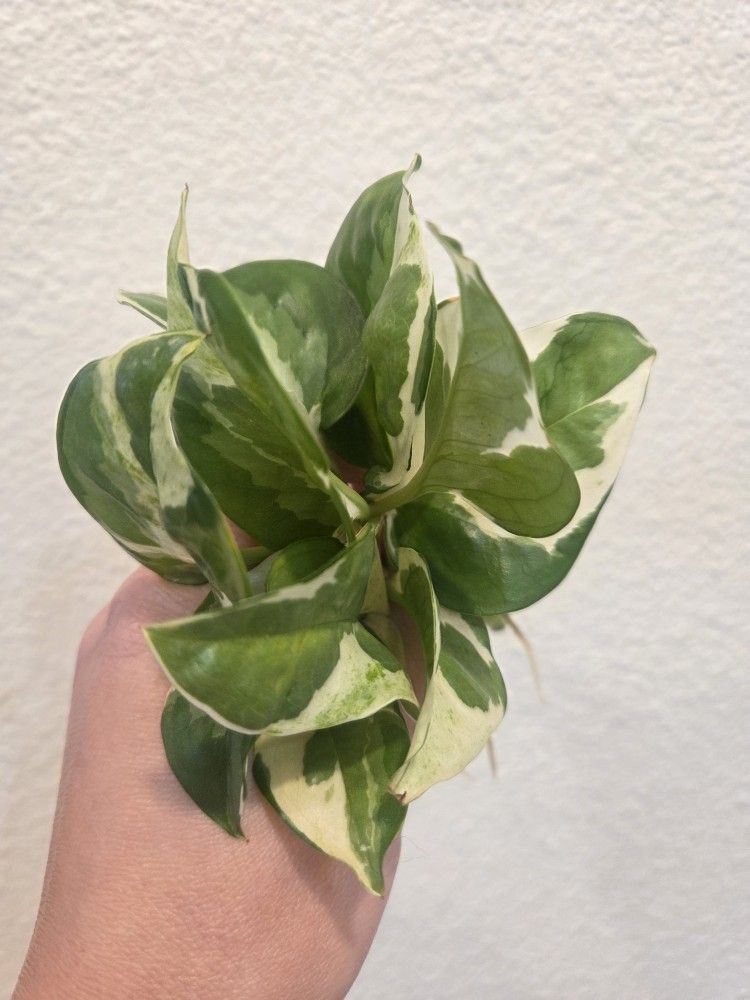 Pearls And Jade Pothos Plant Cuttings