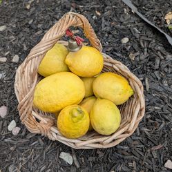 Meyers Lemon by the bag. 1 dozen.