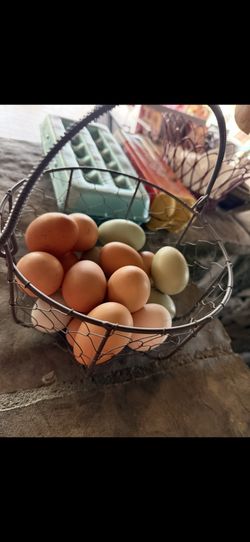 Fresh Eggs