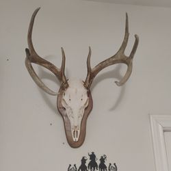 deer skull