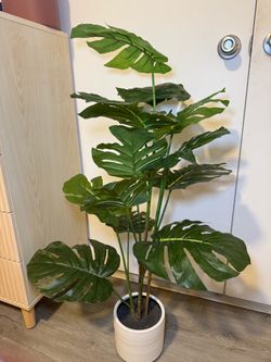 Plant/Wall decor