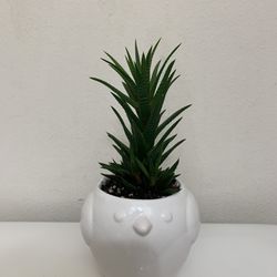 Live Indoor Jade House Plant in a Ceramic Pot with Drainage
