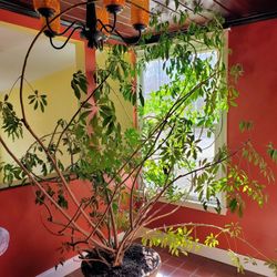 Huge Umbrella (Money) Tree Indoor Plant