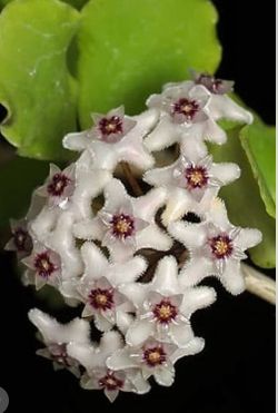 Hoya Kanyakumariana