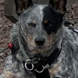 DOG Crate - Impact Collapsible 34”  With Power Fan/ Mat And Cushion