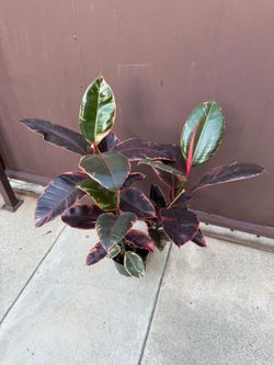 8” ruby rubber plant