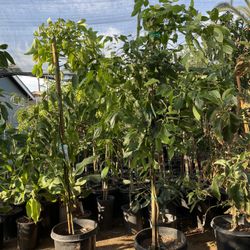 Cinnamon Trees