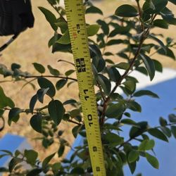 Black Jaboticaba (Jabuticaba) Live Plant Tree, Brazilian Grape Tree, Grown From Seeds, 3yo