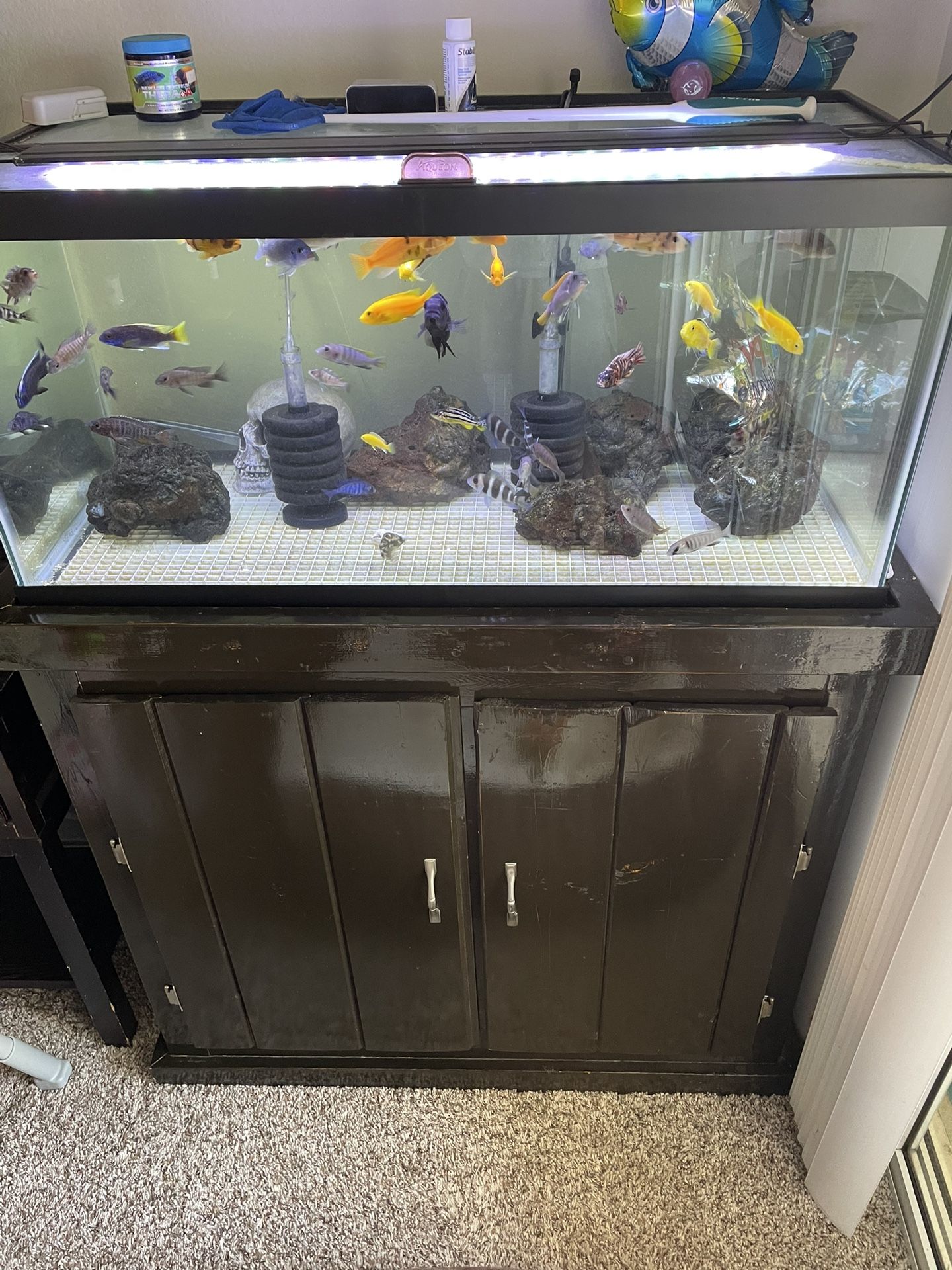 40 Gallon Aquarium With Stand