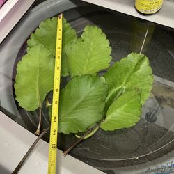 FREE Leaf of Life LEAVES For Use or Propagating New Plants FCFS - No Holds