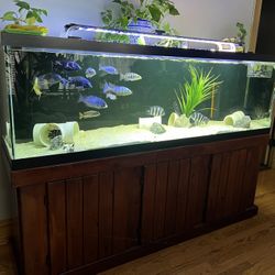 Fish Tank Aquarium 