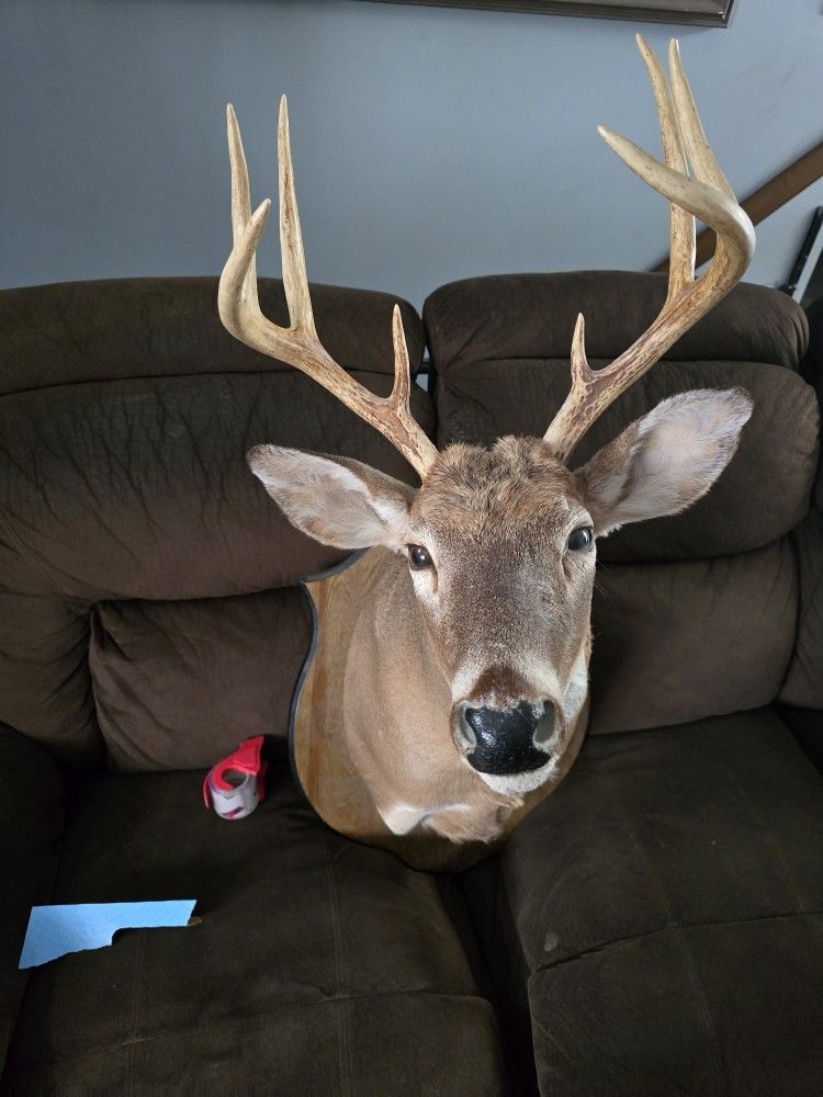 Deer Head