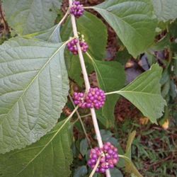 Mature American Beauty Berry Tree (read Description Below)