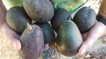 Avocados