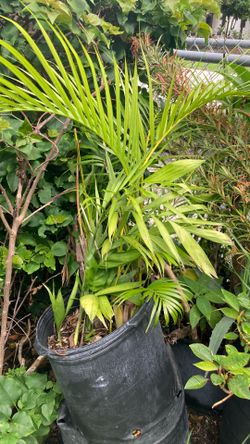 Plantas