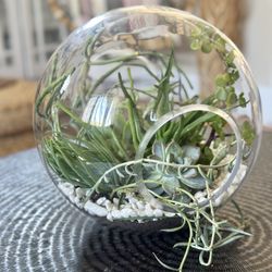 Plant Terrarium 11 for Sale in San Diego, CA - OfferUp