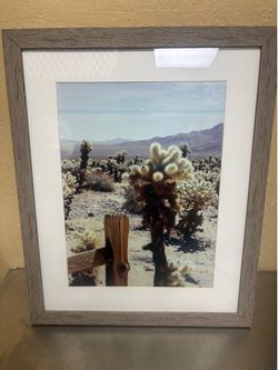 Teddy Bear Cholla Cactus Garden Framed Picture
