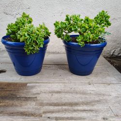 Ripple Jade -Crassula Succulent Plants 