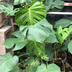 Split Leaf 5 Gal Live Plant Onsals