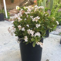 Jade Plant