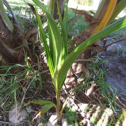 Coconut Palm Trees. Hardy & Healthy. One Is 3 Ft High & Other Is 1 Ft. High $10 Each