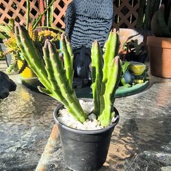 STAPELIA LEENDERTZIAE (BLACK BELLS)