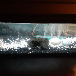 20 Gallon Long Fish Tank Aquarium Setup 