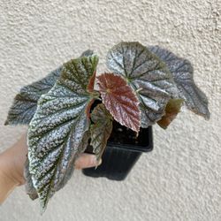 Beautiful Begonia Maurice Amey Plant
