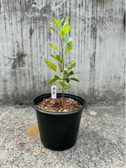 Honey Crisp Seedling