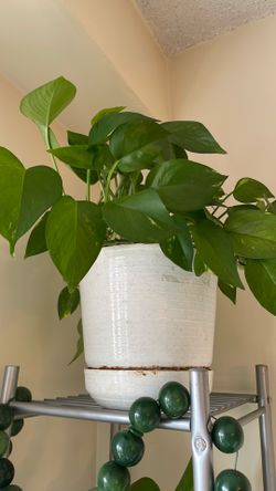 Pothos plant