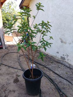 Arbolitos de guayaba