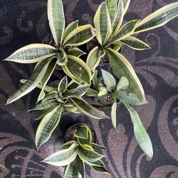 Sansevieria Snake Plants 