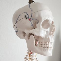 Anatomy Skeleton Medical Model Stand