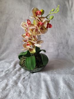 Silk orchid